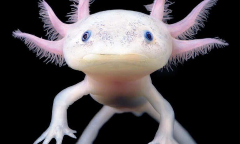Axolotl Names: Unveiling Creative Ideas for Naming Your Aquatic Pets
