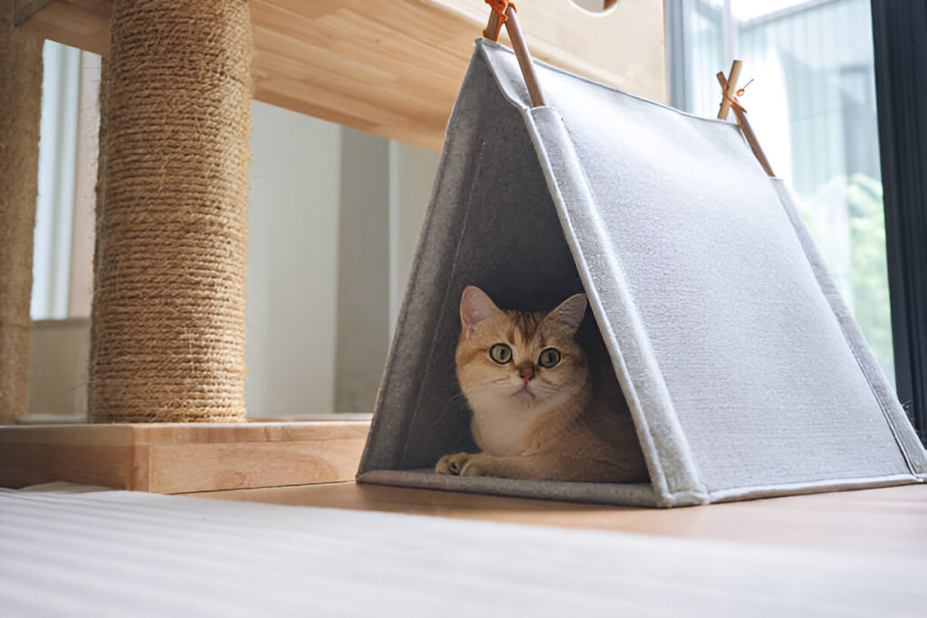 DIY Cat Climbing Frame: Fun and Easy Projects for Feline Adventure